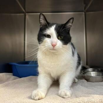 Domestic Short Hair Cats Available for Adoption - Muffin | PetCurious