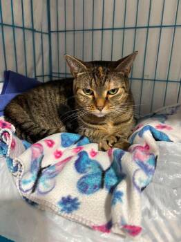 Basil -  Domestic Short Hair and Torbie Cat for Adoption in Spring Hill, Florida - Basil | PetCurious