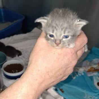 Helen (26-4035) -  Domestic Short Hair Cat for Adoption in Fort Smith, Arkansas - Helen (26-4035) | PetCurious