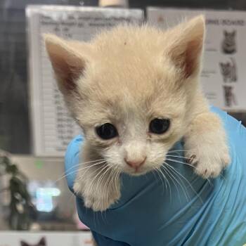 Tionne -  Domestic Short Hair Cat for Adoption in Salt Lake City, Utah - Tionne | PetCurious