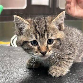 Raja -  Domestic Medium Hair Cat for Adoption in Jeffersonville, Indiana - Raja | PetCurious