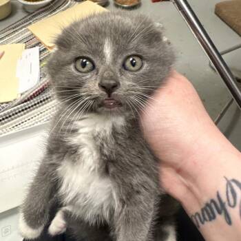 Domestic Short Hair Cats Available for Adoption in Pekin, Illinois - Lilac | PetCurious
