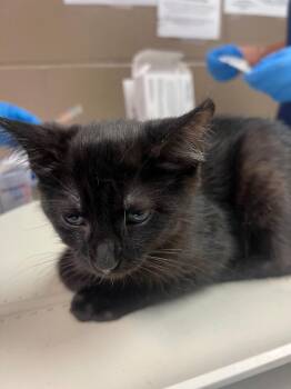 Midnight -  Domestic Short Hair Cat for Adoption in New Cumberland, West Virginia - Midnight | PetCurious