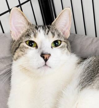 Snapple -  Domestic Short Hair Cat for Adoption in Cuyahoga Falls, Ohio - Snapple | PetCurious