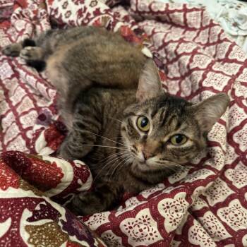 Rescue Domestic Short Hair Cats for Adoption in St. Louis, Missouri - Lucille Bluth | PetCurious