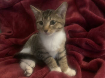 Rescue Tabby and Calico Cats for Adoption in Milton, Georgia - Pita | PetCurious