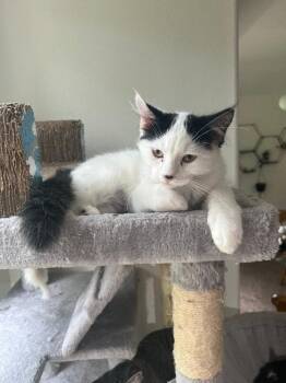 Skippy John Jones -  Domestic Long Hair Cat for Adoption in Fort Collins, Colorado - Skippy John Jones | PetCurious