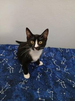 Romeo -  Domestic Short Hair Cat for Adoption in St. Cloud, Minnesota - Romeo | PetCurious