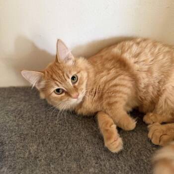 Comet -  Domestic Medium Hair Cat for Adoption in Prescott, Arizona - Comet | PetCurious