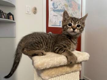 Domestic Short Hair Cats Available for Adoption in Chandler, Arizona - Mikey | PetCurious