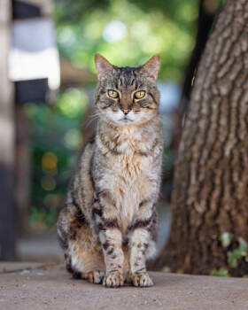 Rescue Domestic Short Hair Cats for Adoption in Folsom, California - Charles | PetCurious