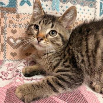 Bobby -  Domestic Short Hair Cat for Adoption in Waterloo, Iowa - Bobby | PetCurious