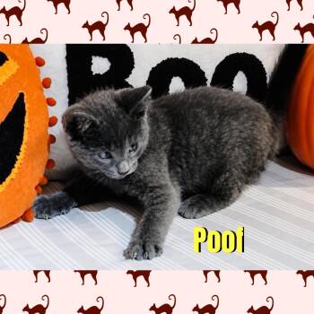 Poof -  Domestic Short Hair Cat for Adoption in Red Lodge, Montana - Poof | PetCurious