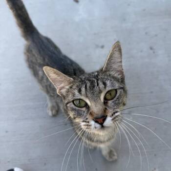 Domestic Short Hair Cats Available for Adoption in Tulsa, Oklahoma - Birdie | PetCurious