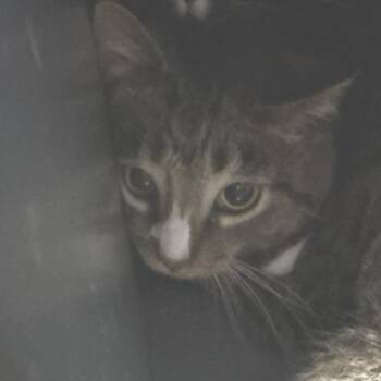 Praying Mantis -  Domestic Short Hair Cat for Adoption in Dekalb, Illinois - Praying Mantis | PetCurious