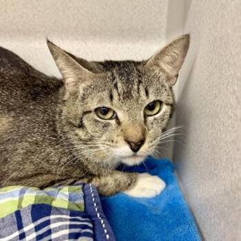 Ford -  Domestic Short Hair Cat Available for Adoption in Atlanta, Georgia - Ford | PetCurious