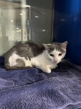 NICKEL -  Domestic Short Hair Cat for Adoption in Westminster, Maryland - NICKEL | PetCurious