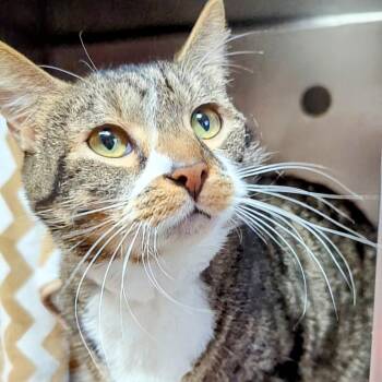 Rescue Domestic Short Hair Cats for Adoption in West Jefferson, Ohio - Mittens | PetCurious