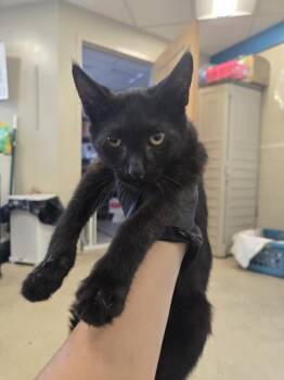 SOLSTICE -  Domestic Short Hair Cat for Adoption in Hagerstown, Maryland - SOLSTICE | PetCurious
