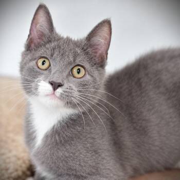 Jacob -  Domestic Short Hair Cat for Adoption in Amsterdam, New York - Jacob | PetCurious