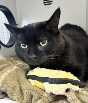 James -  Domestic Short Hair Cat Available for Adoption in Mason City, Iowa - James | PetCurious