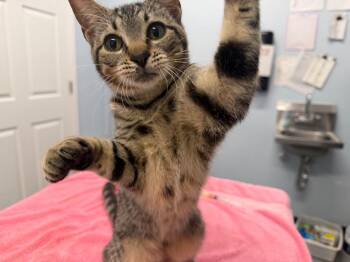 Piggy -  Domestic Short Hair Cat for Adoption in Raleigh, North Carolina - Piggy | PetCurious