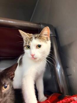Matinee -  Domestic Short Hair Cat for Adoption in Huntington, Indiana - Matinee | PetCurious