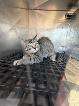 MILO -  Domestic Medium Hair Cat for Adoption in Dallas, Texas - MILO | PetCurious