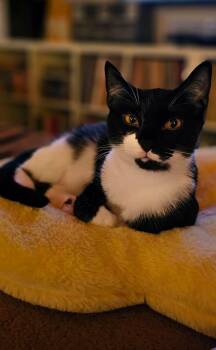 Domestic Short Hair Cats Available for Adoption in Rossville, Georgia - Jumba | PetCurious