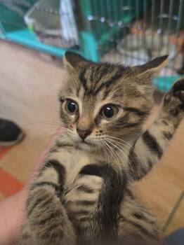 Zella -  Domestic Short Hair Cat for Adoption in Pine Grove, Pennsylvania - Zella | PetCurious