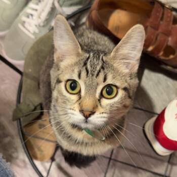 Olive -  Domestic Short Hair Cat for Adoption in Spokane, Washington - Olive | PetCurious