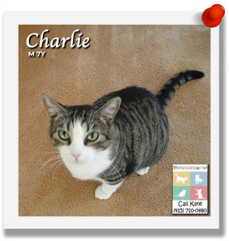 Charlie -  Domestic Short Hair Cat for Adoption in Palm Desert, California - Charlie | PetCurious