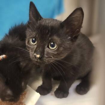Liza -  Domestic Medium Hair Cat for Adoption in Oakland, California - Liza | PetCurious