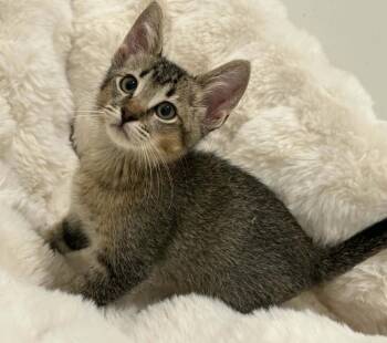 ChatGPT -  Domestic Short Hair Cat for Adoption in Tucson, Arizona - ChatGPT | PetCurious