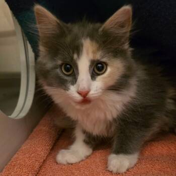 Domestic Long Hair Cats Available for Adoption in Council Bluffs, Iowa - Muffin | PetCurious