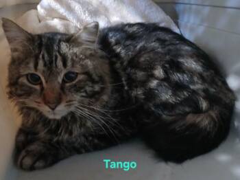 Tango -  Domestic Medium Hair Cat for Adoption in Dayton, Minnesota - Tango | PetCurious