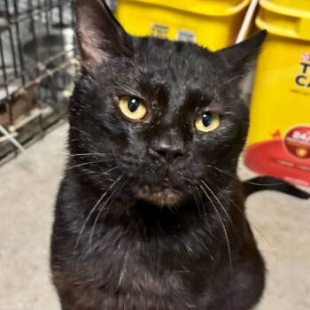 Rescue Domestic Short Hair Cats for Adoption in Hartford City, Indiana - Cuddles | PetCurious
