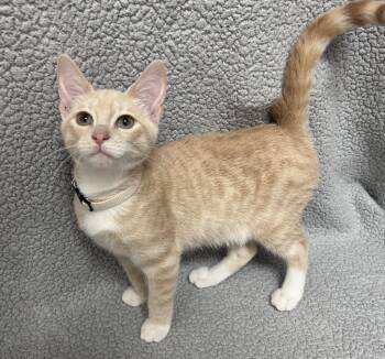 Pinecone -  Domestic Short Hair Cat for Adoption in Madison, Georgia - Pinecone | PetCurious