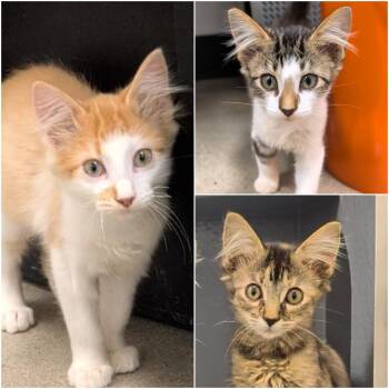 3 Kitty-Kids with Floofy Ears -  Domestic Long Hair Cat for Adoption in Cat Spring, Texas - 3 Kitty-Kids With Floofy Ears | PetCurious