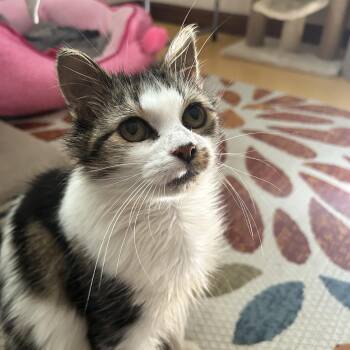 Elsie Jo -  Tabby Cat for Adoption in Grand Rapids, Michigan - Elsie Jo | PetCurious