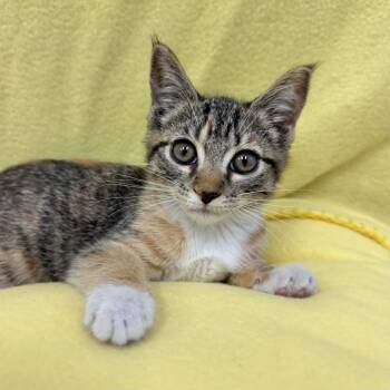 Angeles -  Domestic Short Hair Cat for Adoption in Long Beach, California - Angeles | PetCurious
