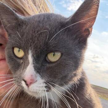 Jock -  Domestic Short Hair Cat Available for Adoption in Shelbyville, Indiana - Jock | PetCurious