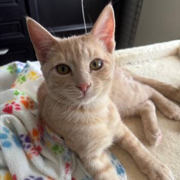 Tater -  Domestic Short Hair Cat for Adoption in Grantsville, Utah - Tater | PetCurious