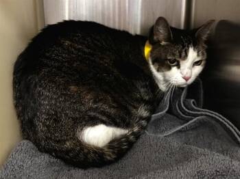 Domestic Short Hair Cats Available for Adoption in Colorado Springs, Colorado - TIMONY | PetCurious