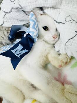 Purrrfect Polar -  Domestic Short Hair Cat for Adoption in Burlington, North Carolina - Purrrfect Polar | PetCurious