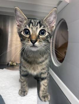 Domestic Short Hair Cats Available for Adoption in Nashville, Tennessee - Mulder | PetCurious
