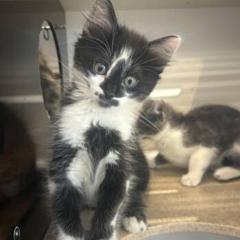 Husky -  Domestic Medium Hair Cat for Adoption in Park City, Utah - Husky | PetCurious