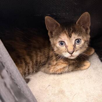 Tumble -  Domestic Short Hair Cat for Adoption in Philadelphia, Pennsylvania - Tumble | PetCurious