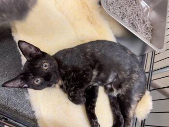 Bluebell -  Domestic Short Hair Cat for Adoption in Wantagh, New York - Bluebell | PetCurious