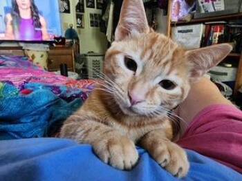 Rescue Tabby Cats for Adoption in Parlier, California - Mina | PetCurious